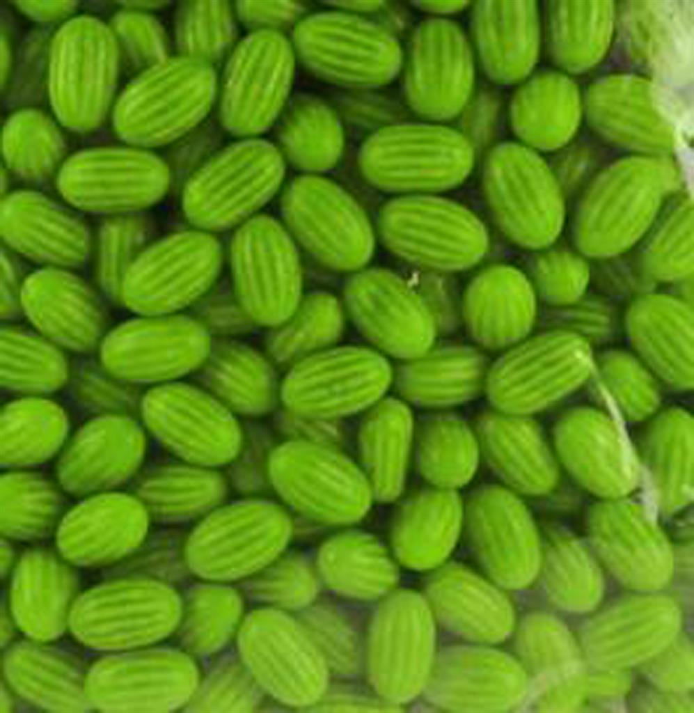 Chewing-Gum Pastèque - Lollywood - 1kg